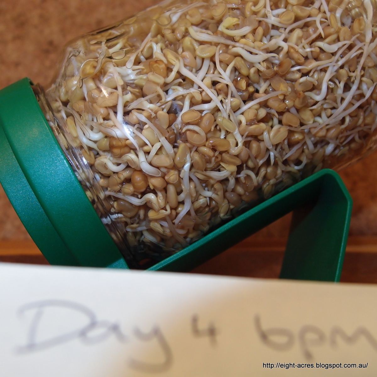 How to sprout Fenugreek Eight Acres Natural Living