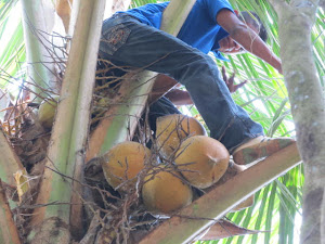 harvesting coconuts