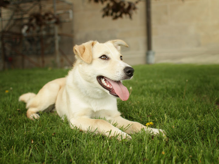 Logan Smooth Collie Labrador Retriever mix