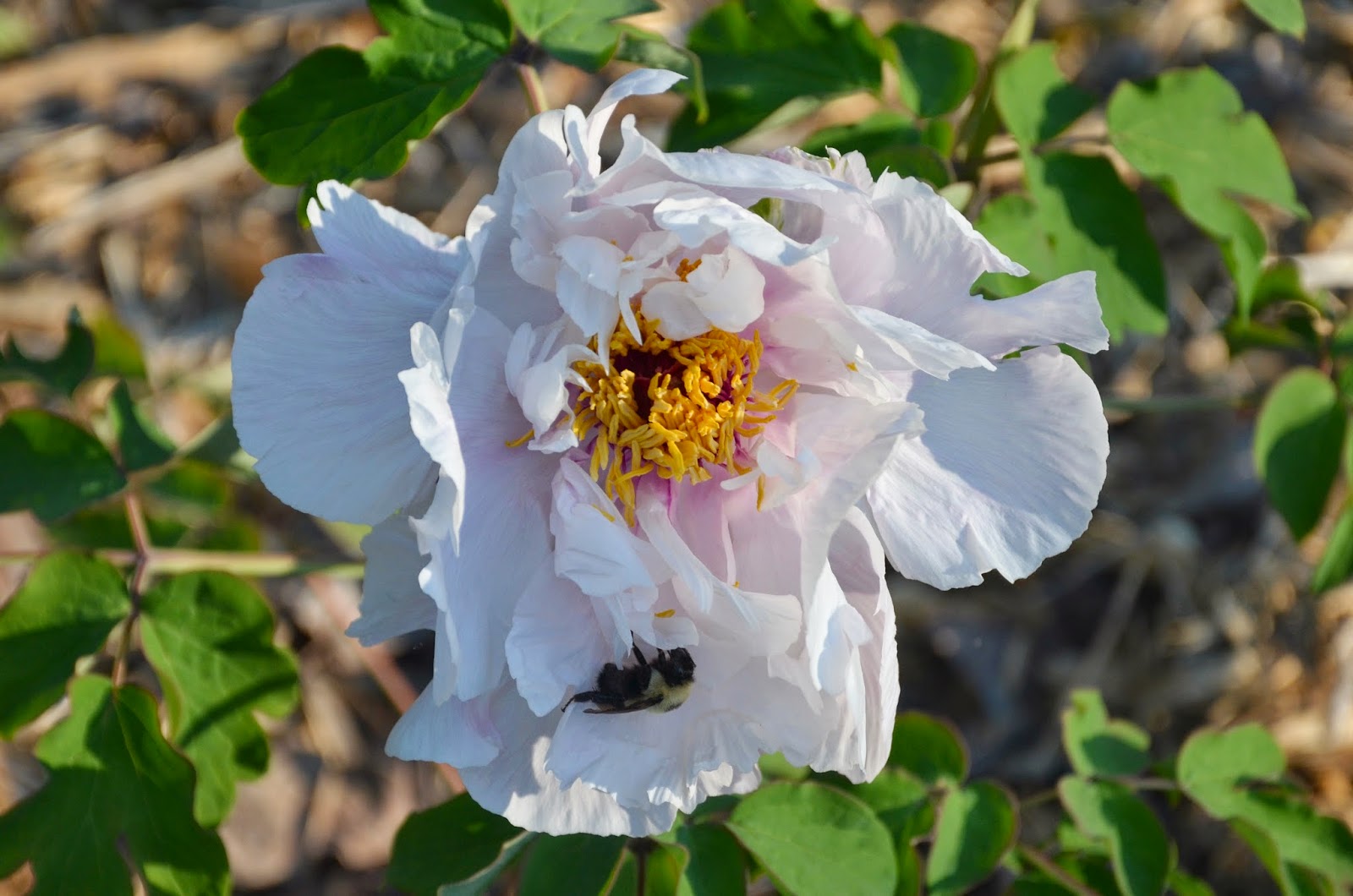 Southern Peony 2014 Peony Blooms Very Early Week 1