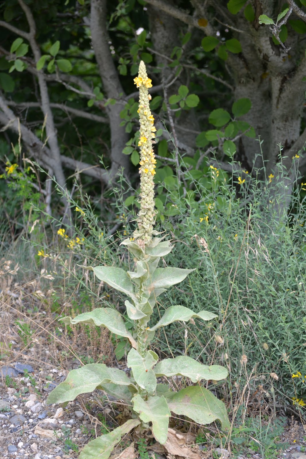 EN EL MONCAYO Gordolobo (Verbascum thapsus)