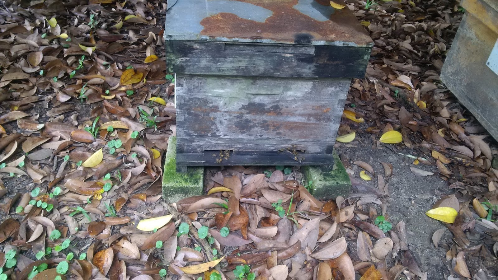 All about Malaysia Taman Herba Herbs Garden