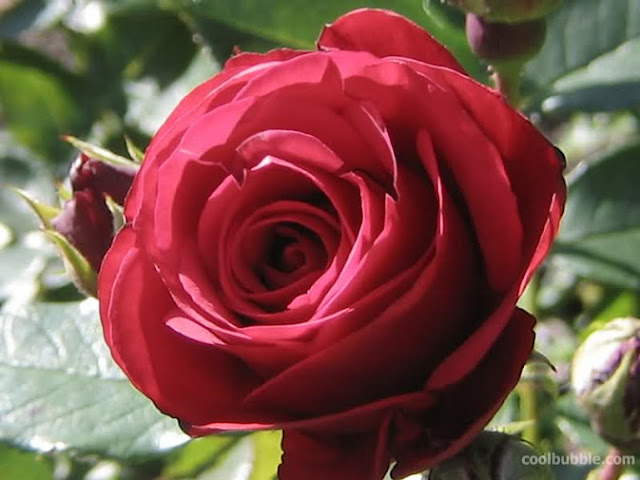 الورود الحمراء والبيضاء جميلة جدا Find+an+animal+in+the+rose
