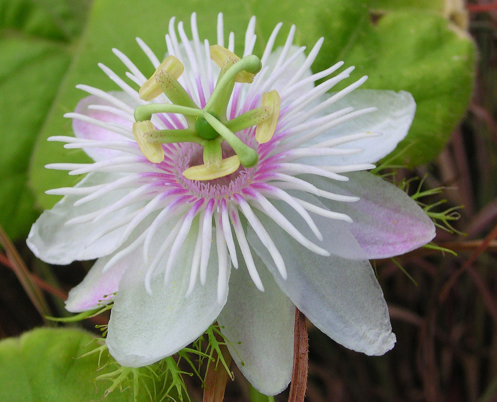 flower picture passiflora foetida flower picture passiflora foetida