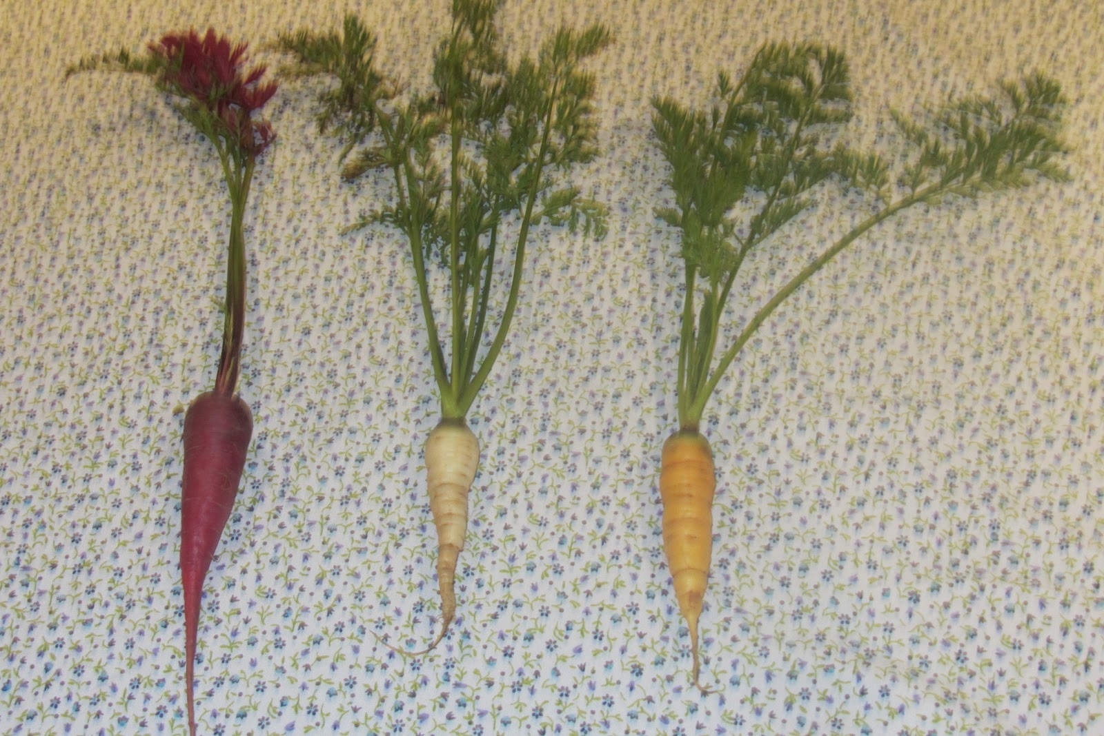 Hortelanodetabio Zanahorias de colores