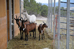 Mountain Goat Lodge