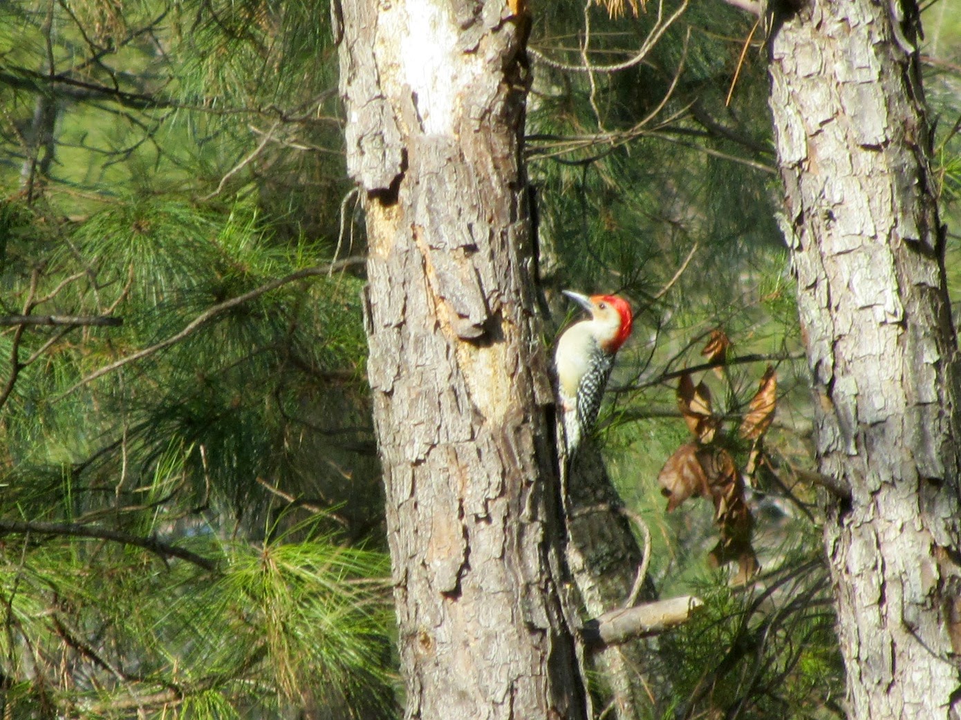 Using Native Plants February 2014