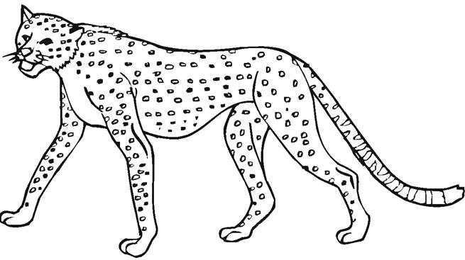 Imagenes para colorear: leopardos 