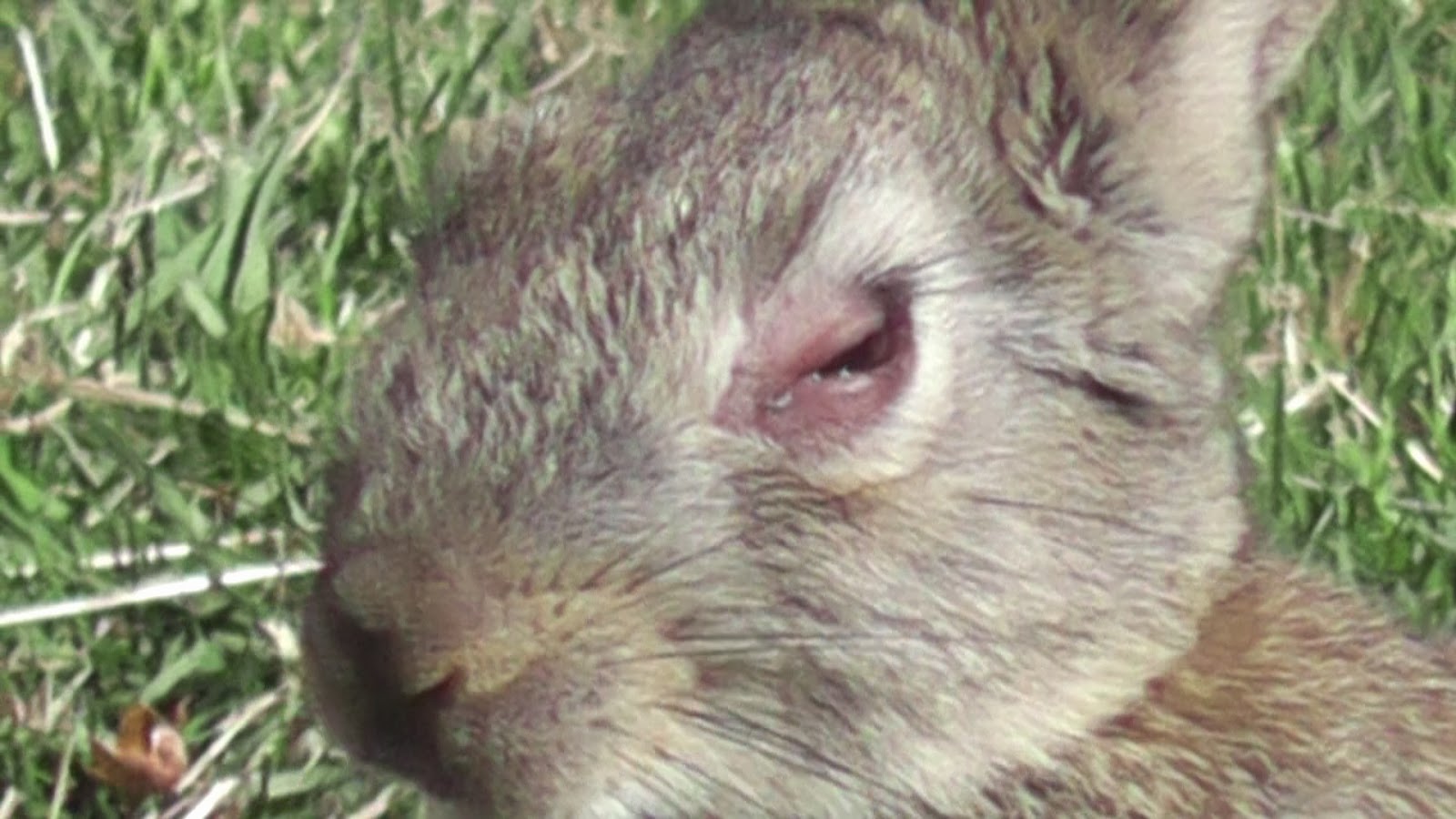 Animals and kids Myxomatosis in young wild rabbits