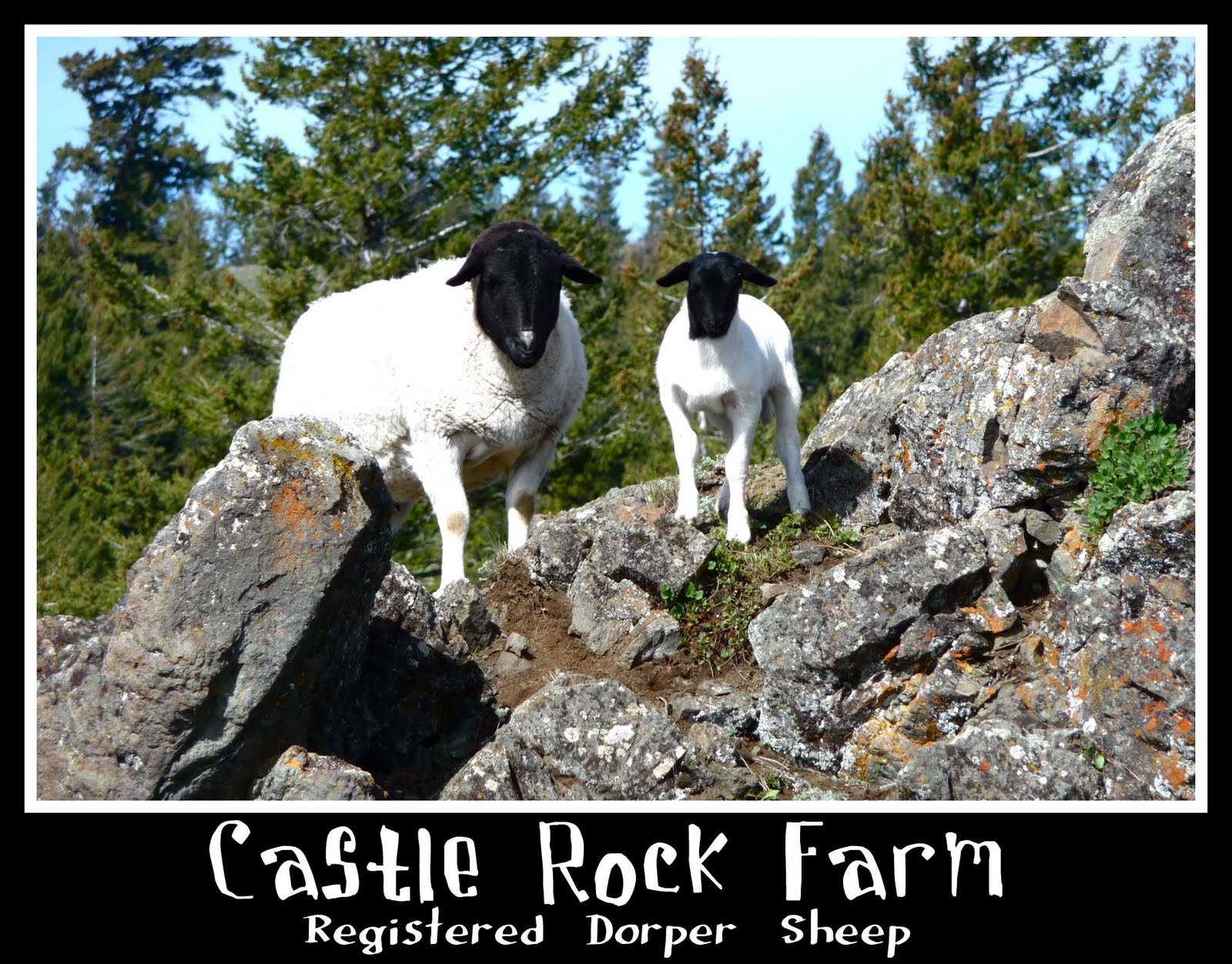 Castle Rock Farm