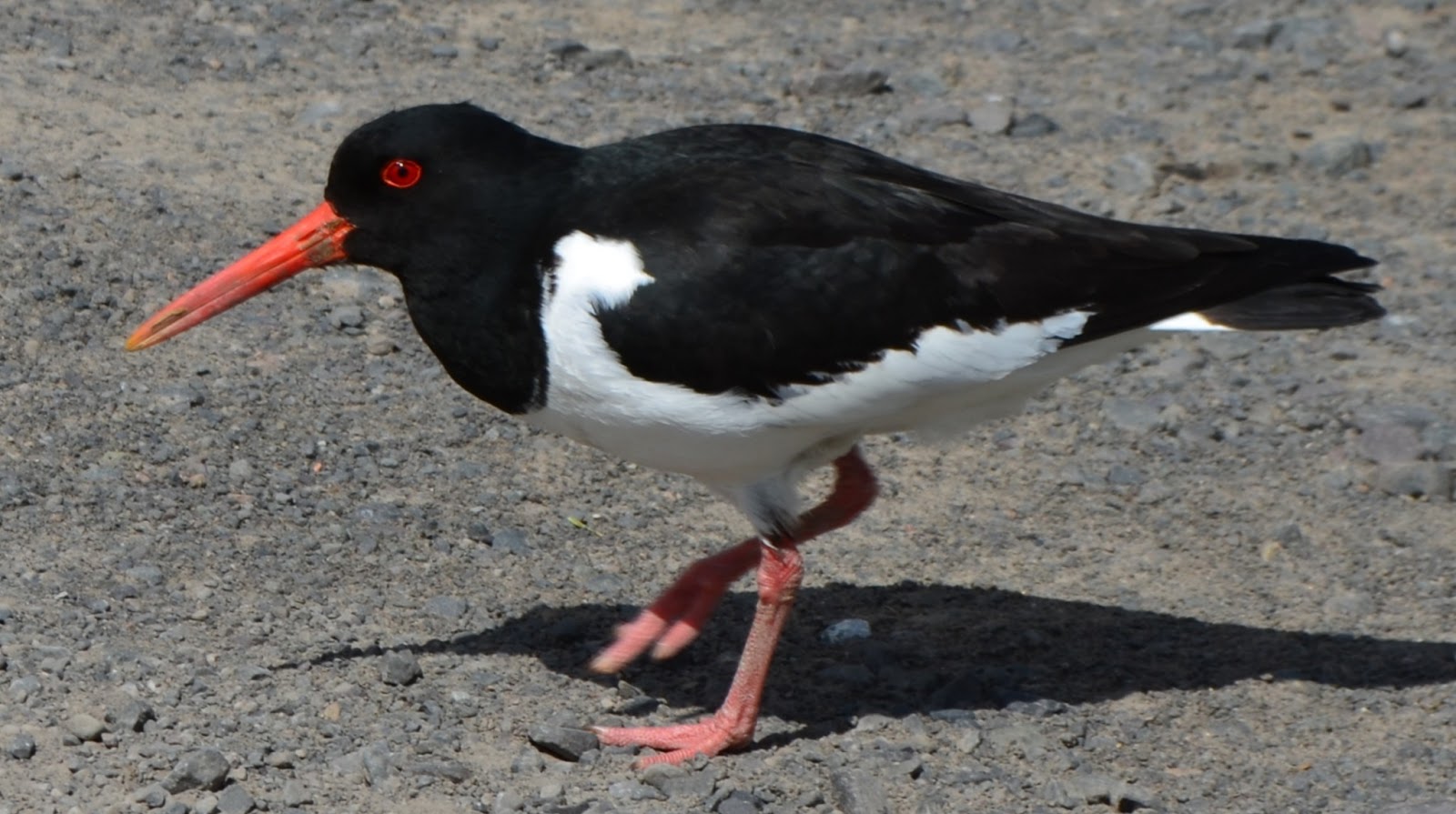 Tour Scotland Photographs Tour Scotland Video Oystercatcher Scone