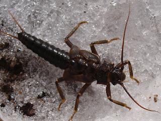 Stonefly Nymph