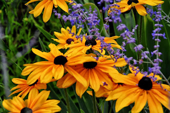 Flowers of Cottage Glen