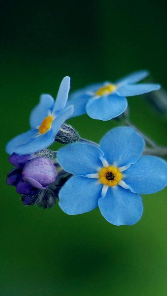 free flower wallpaper phone hd free flower 2013 iphone 5 hd wallpapers free flower wallpaper phone hd free flower 2013 iphone 5 hd wallpapers