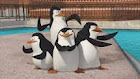os pinguins de mada-gascar