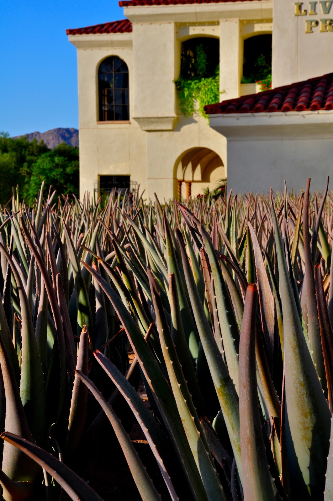 Scottsdale Daily Photo Photo Agave Field