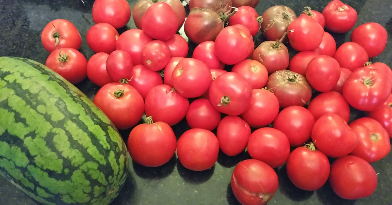 Bobcat tomato: a tall tomato variety Bobcat tomato: a tall tomato variety