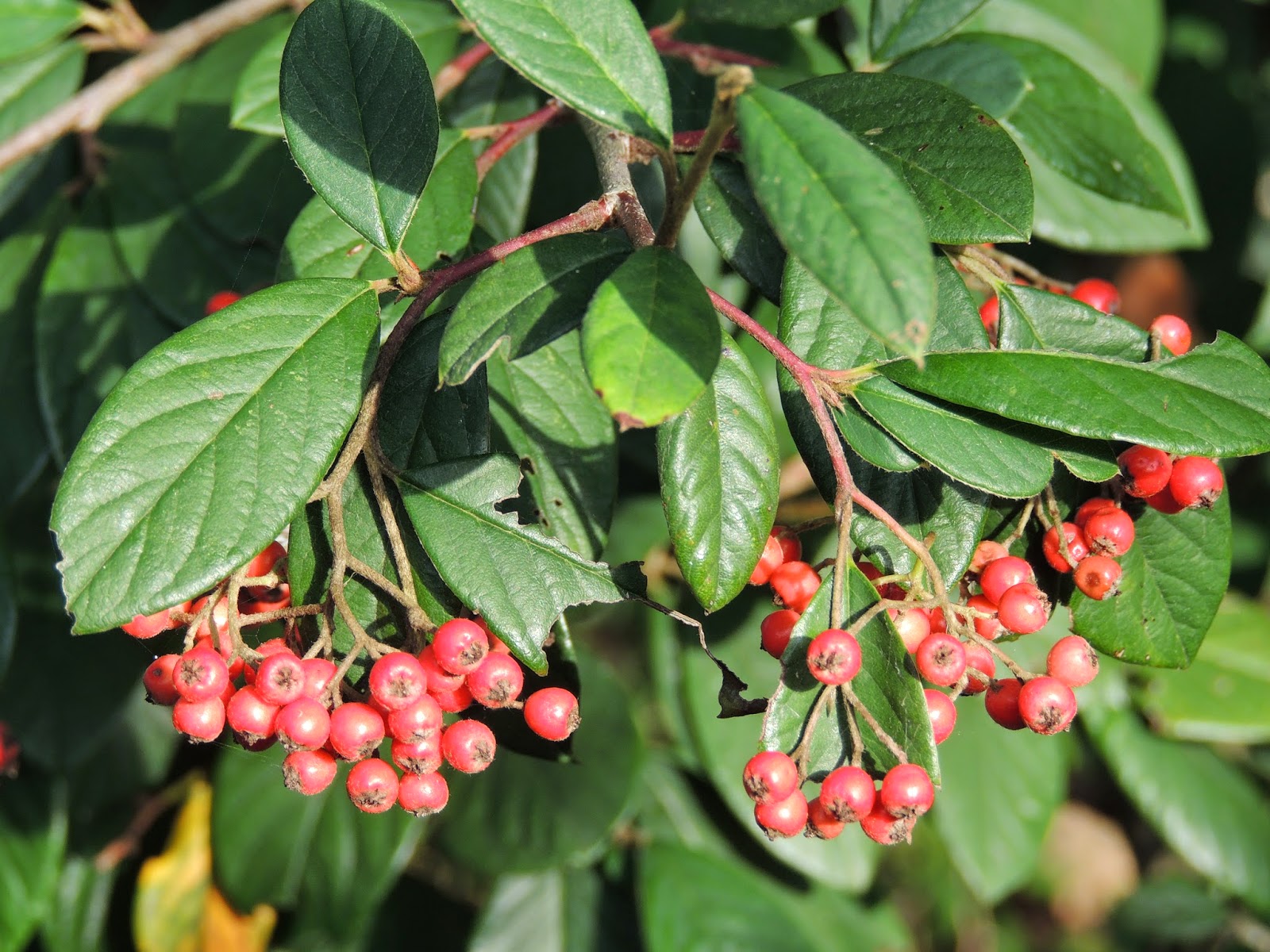 Le Jardin Des Couronnes Janvier 2013