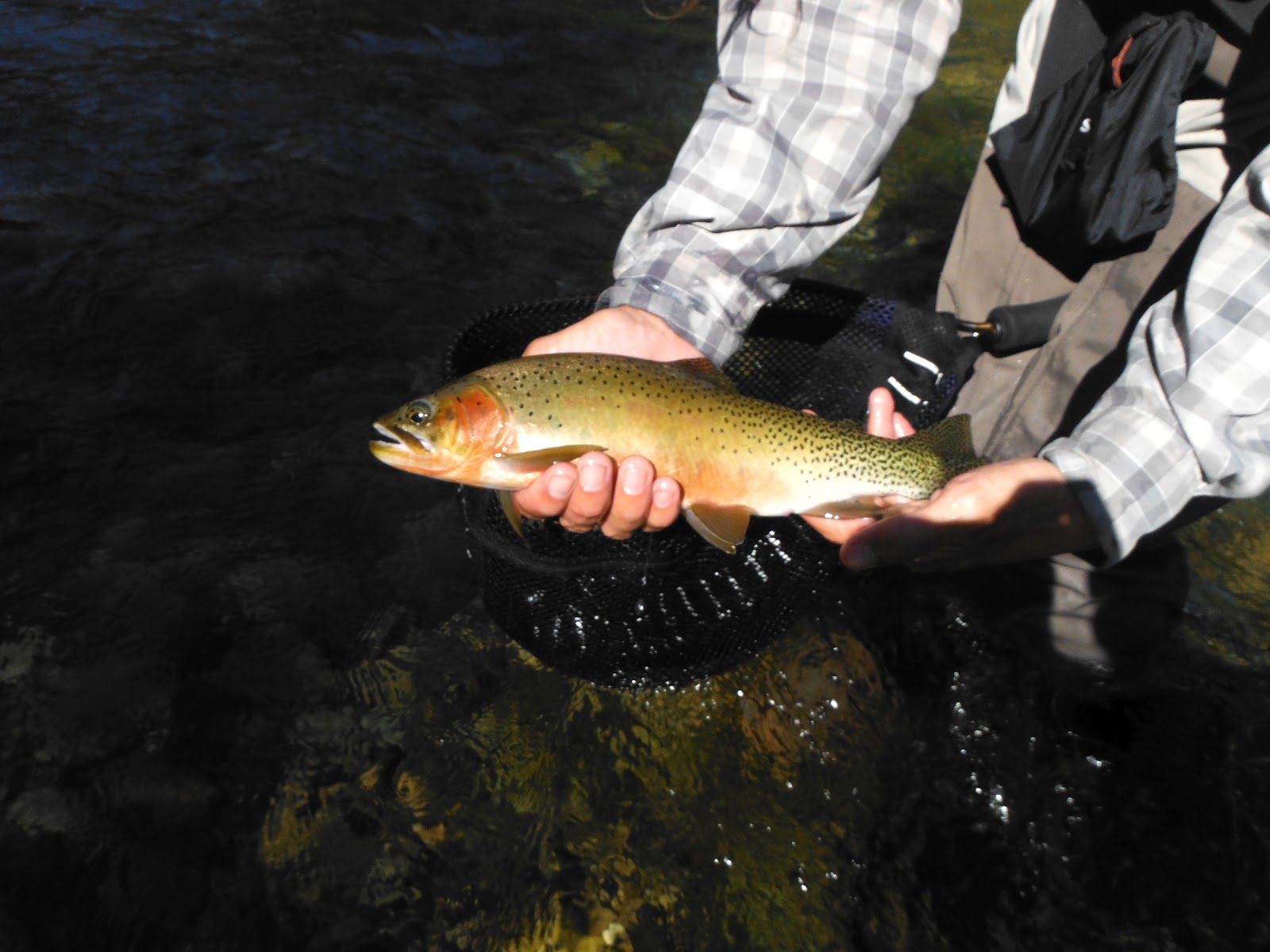 Skinny Waders A Fly Fishing Blog Cutthroat, Dry Flies
