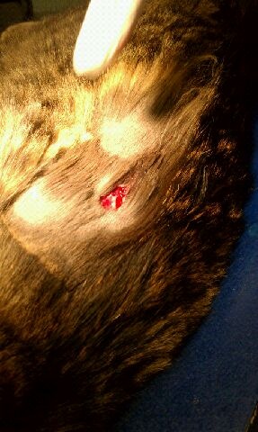 Cat Puncture Wound
