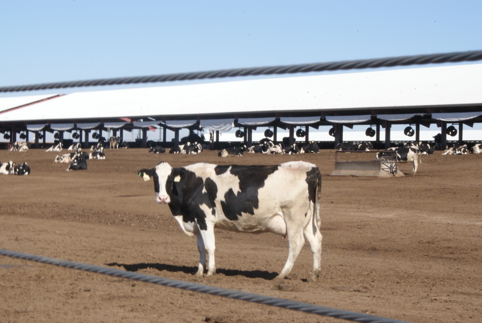 Day By Day Shamrock Farms Dairy