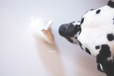 Und Dann Kam Lilly Hundeblog