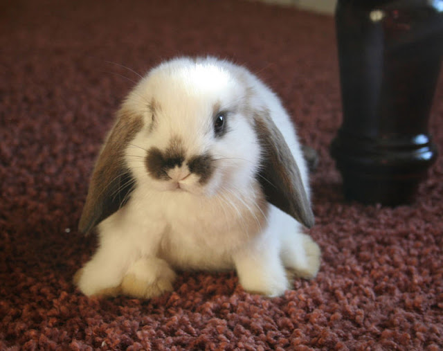 http://2.bp.blogspot.com/-0MJqnlFwHa8/TkzFuZ8qX2I/AAAAAAAAA_g/3ICFA6UzckI/s640/cute+bunny+015.jpg