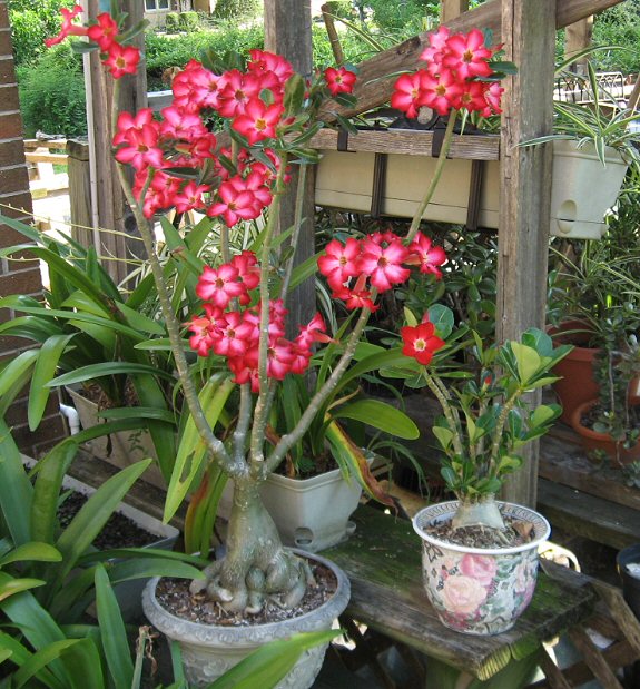 Plants Such Desert Rose Adenium Obesum Seed Pods And Seeds,Turkey Injection Recipe