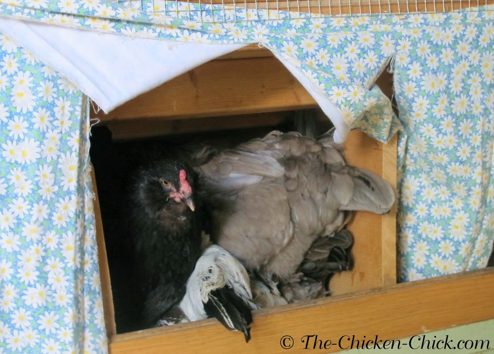 The Chicken Chick®: Nest Box Solution: CHICK TV