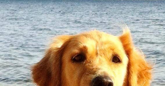 common golden retriever illnesses golden retriever health problems many common golden retriever illnesses golden retriever health problems many