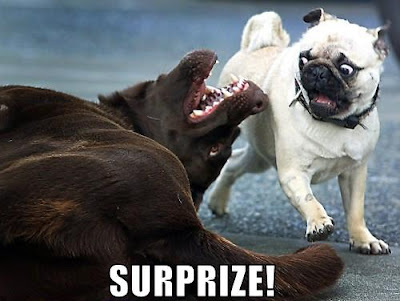 funny dog suprise