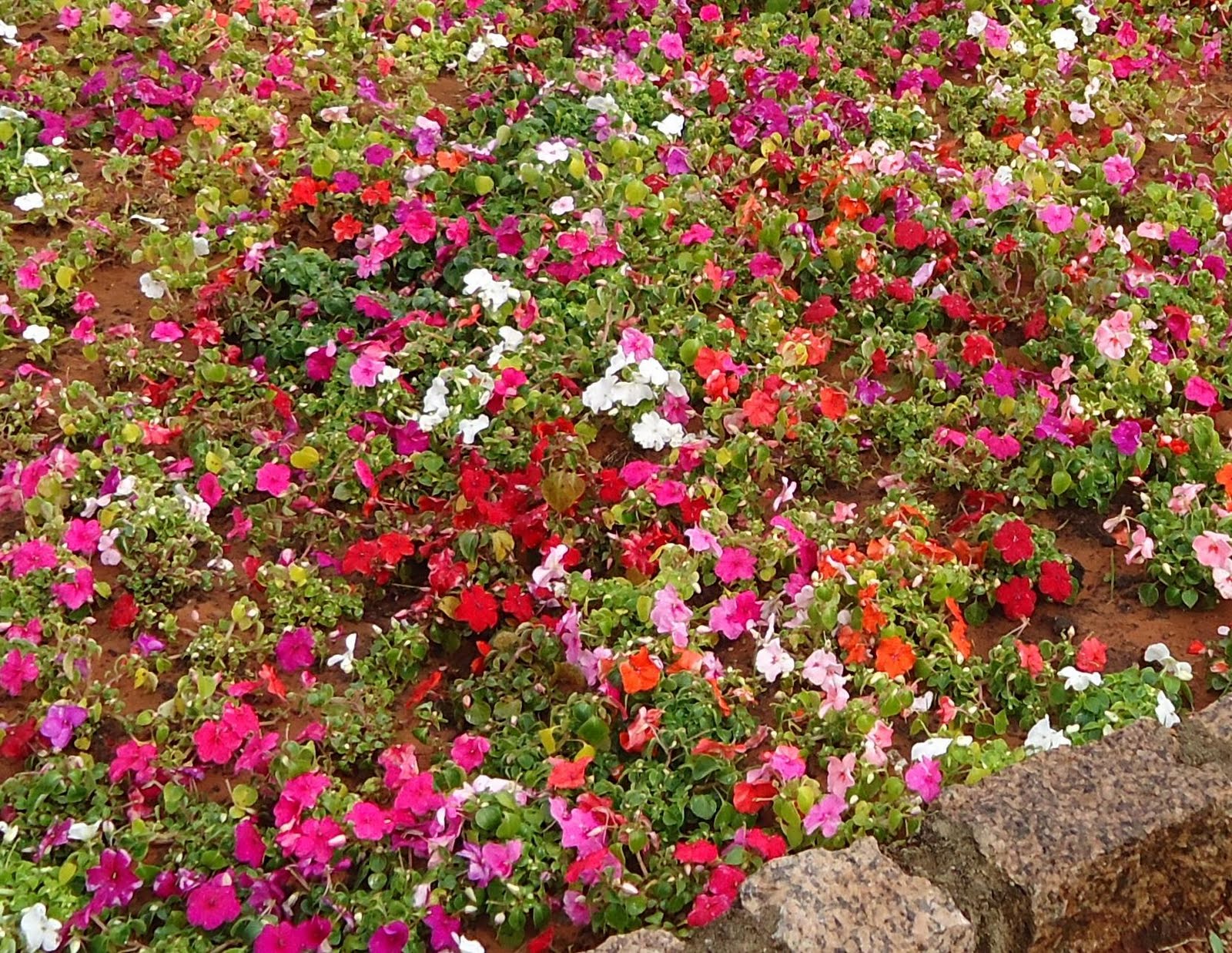 plantas para jardim resistentes ao sol to download plantas para jardim plantas para jardim resistentes ao sol to download plantas para jardim