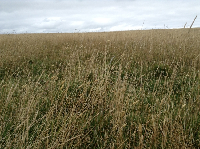Long grass crops in a field barley pretty summer english country cute ipadography