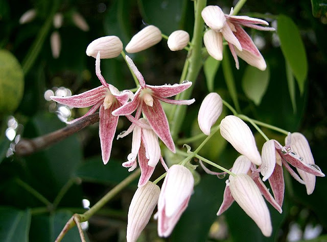 Stauntonia Hexaphylla