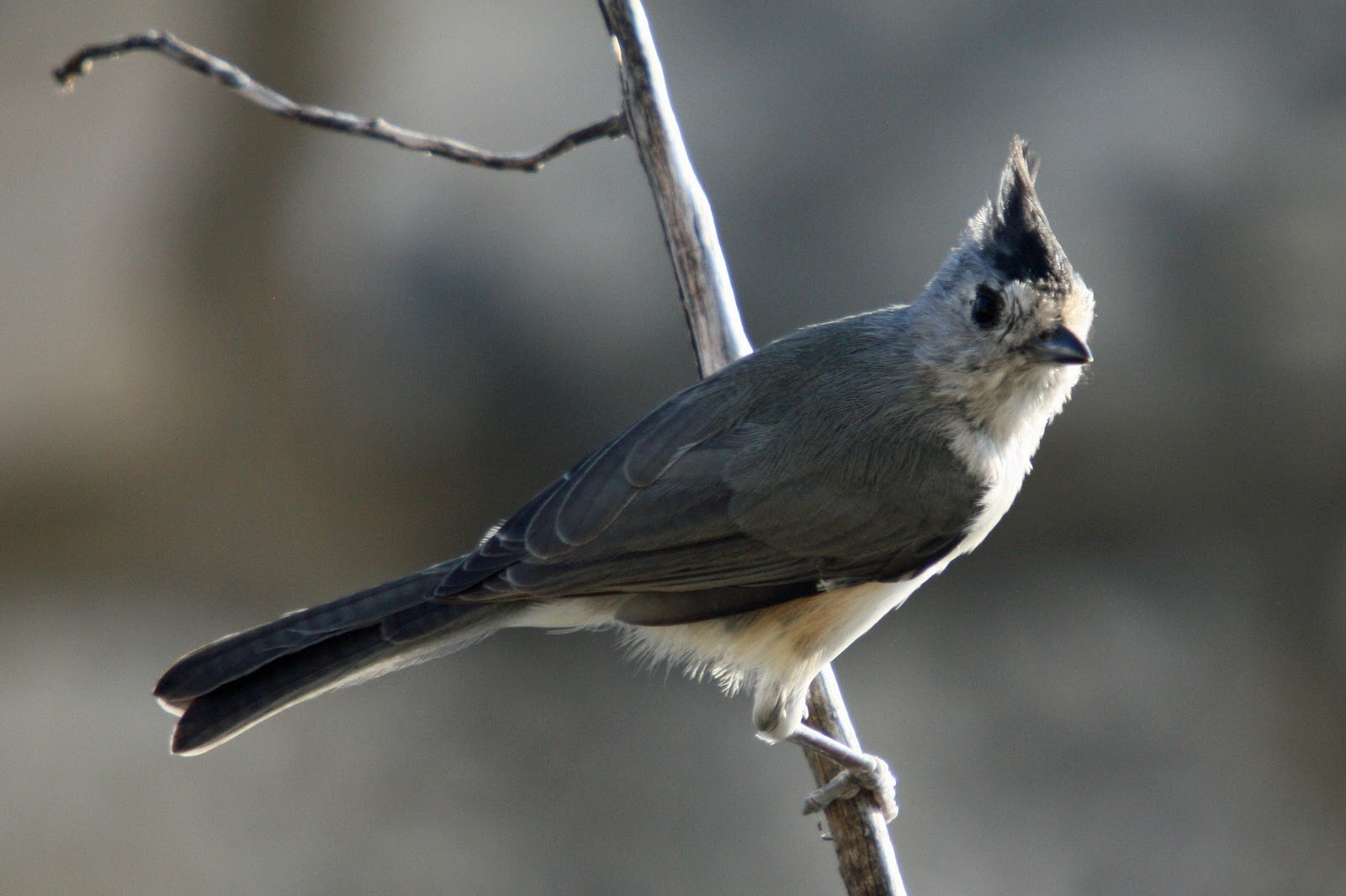 bird titmouse