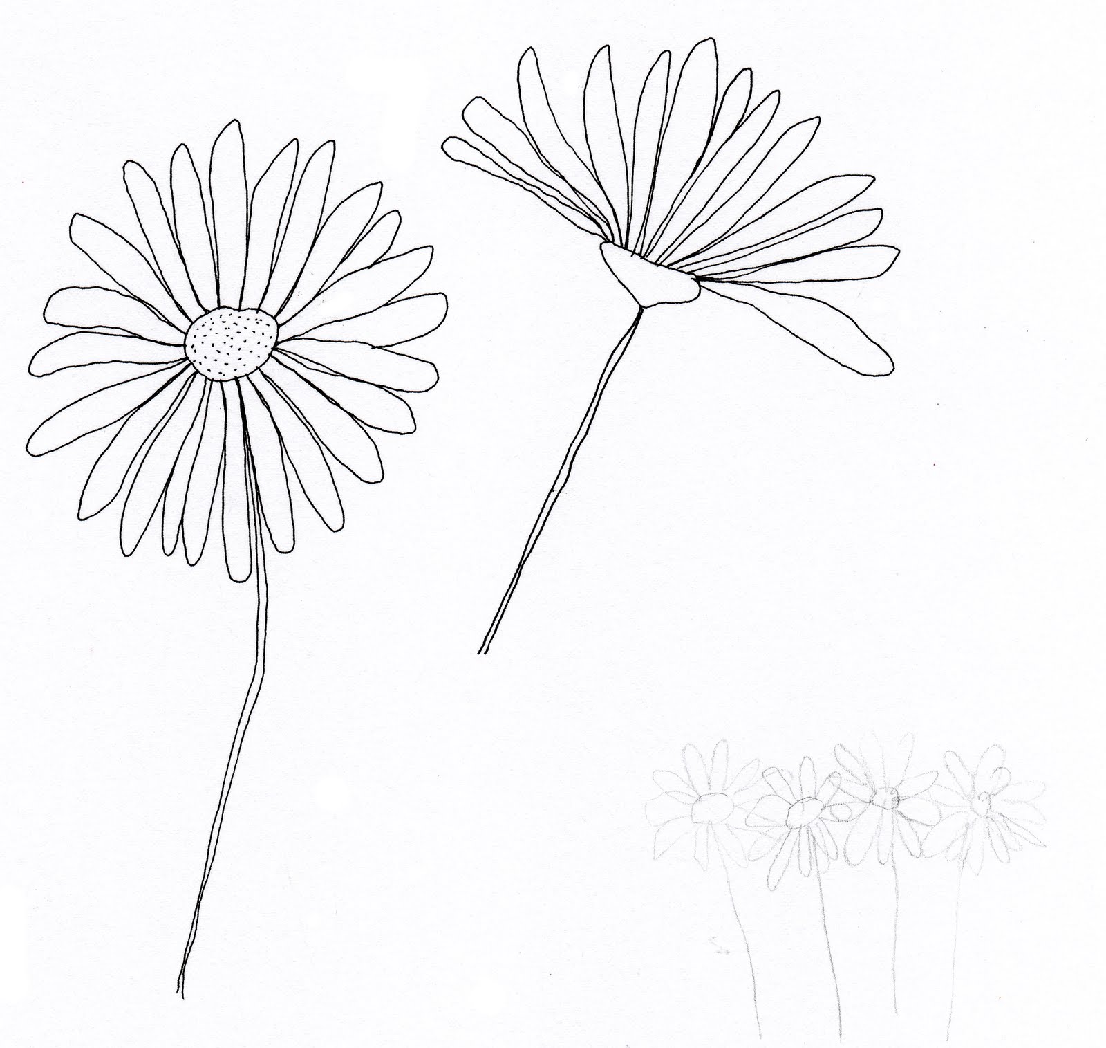 Hortibus Fleurs Des Champs Le Compagnon Rouge Silene Dioica