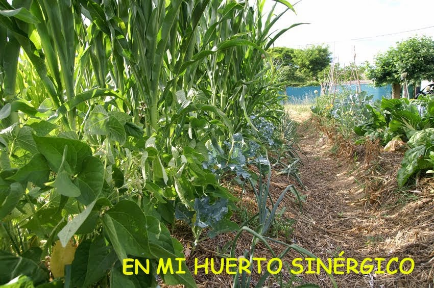 EN MI HUERTO SINÉRGICO