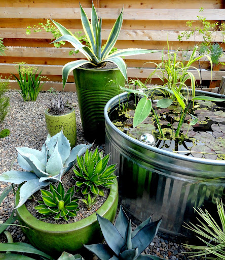 danger garden: My pond-side Agave ovatifolia, a retrospective