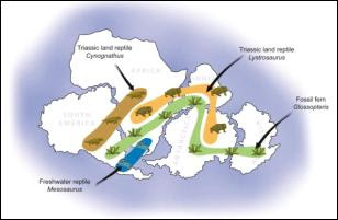 tectonics plate drift continental wegener alfred teaching earth learning idea lots topic find