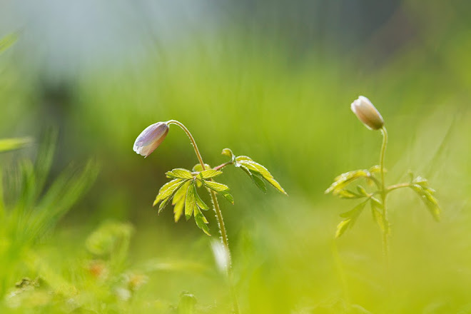 anemone sylvie