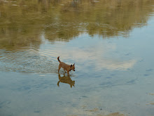 Trixie crosses Hondo Creek