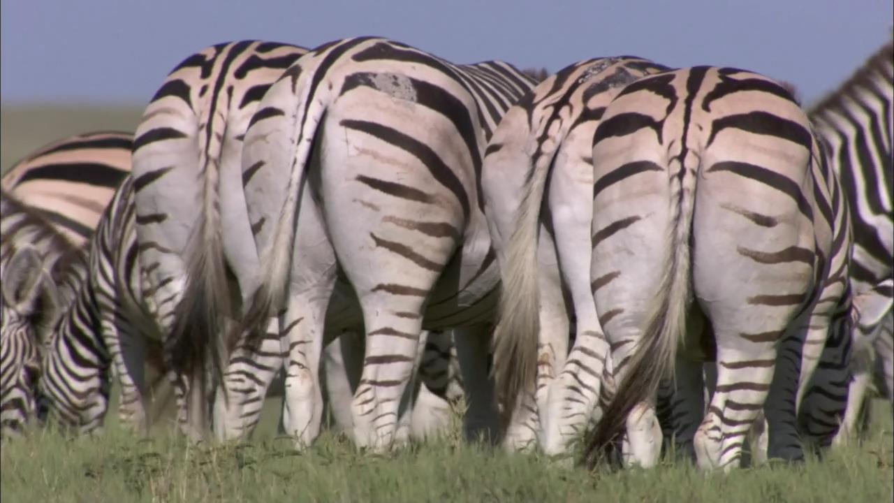 Great Zebra Exodus (2013) | Misce Thoughts