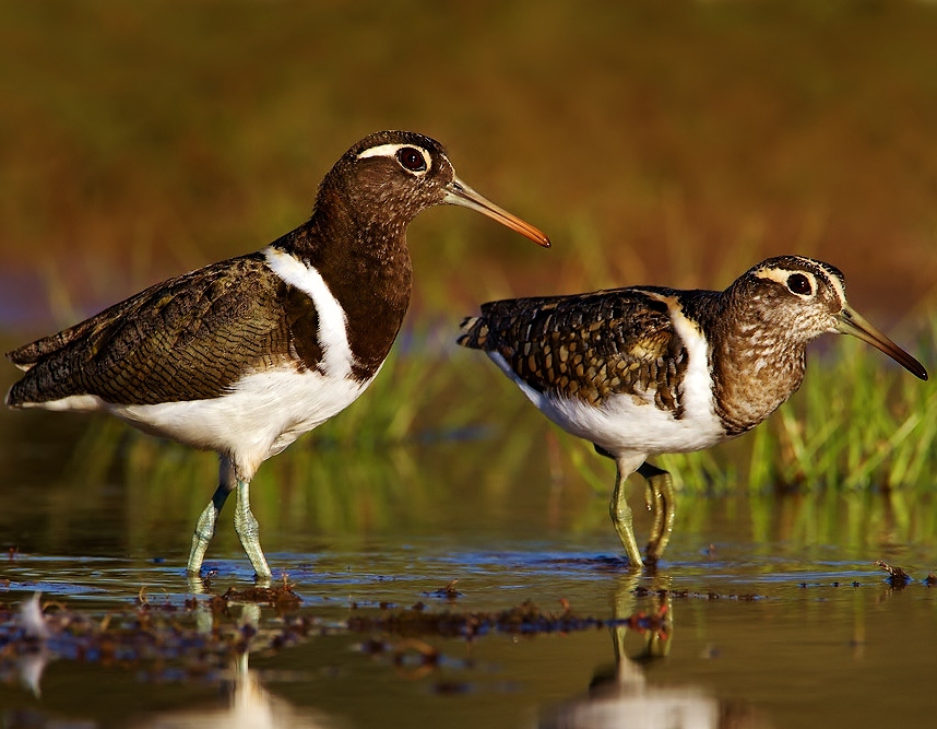 Australian Painted Snipe