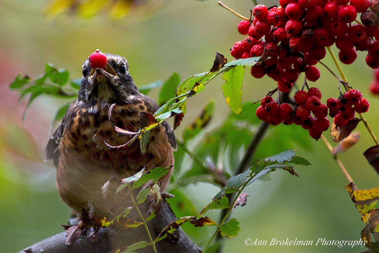 Ann Brokelman Photography Robins in the puddles and eating berries
