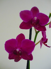 As minhas orquídeas...