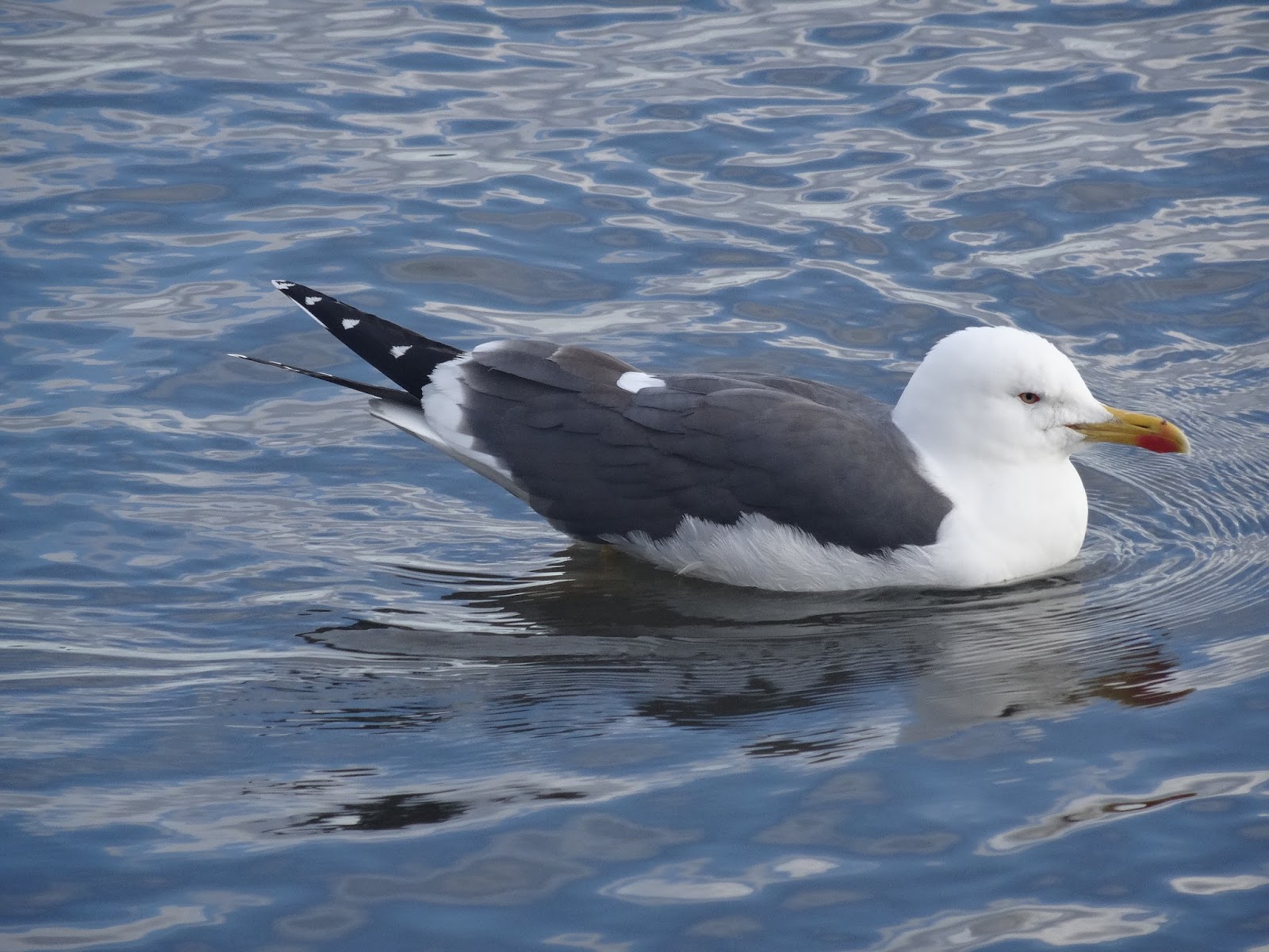 300 Free Birds Countdown Gulls of the Land of Ice and Fire