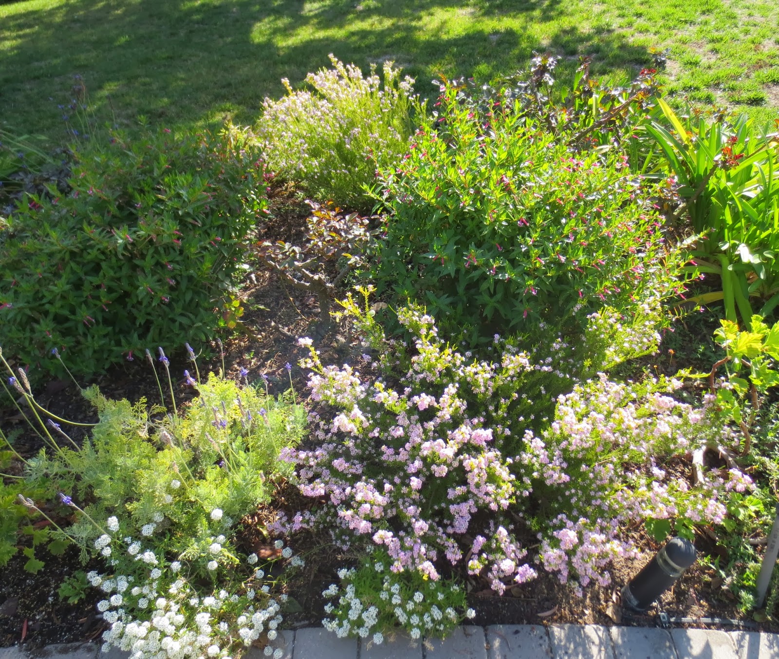 Loropetalum Chinese Fringe Flower Shrubs