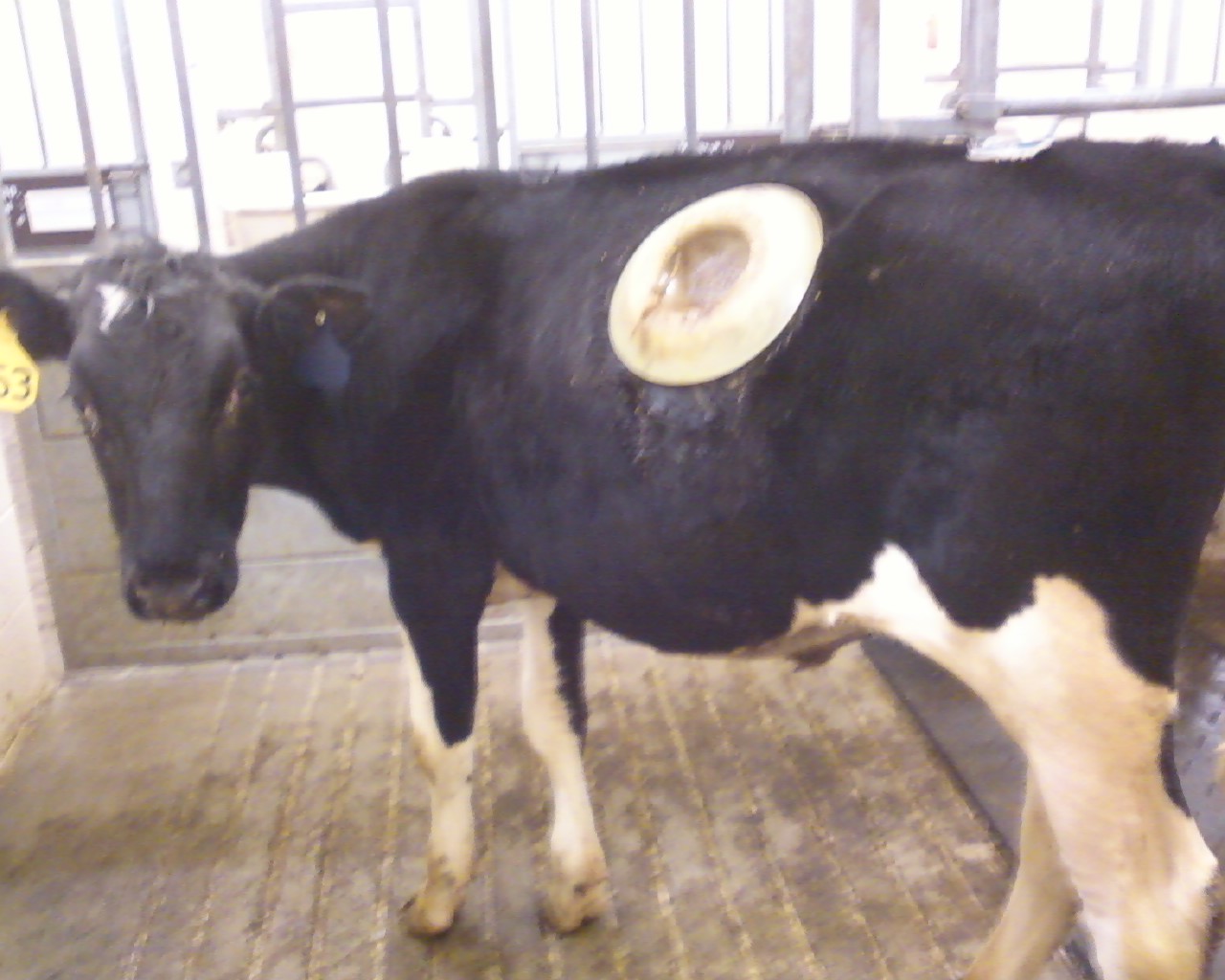 Rumen Cannula