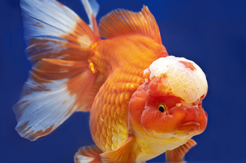 Ikan Hias Mas Koki