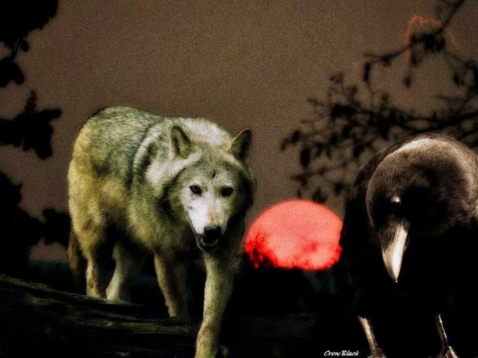 The Raven and the Wolfa Study in Symbiosis Owlcation